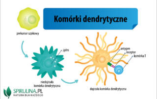 Komórki dendrytyczne