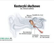 Kosteczki słuchowe