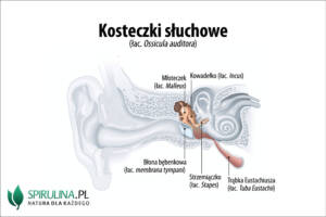 Kosteczki słuchowe