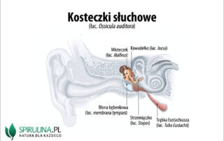 Kosteczki słuchowe