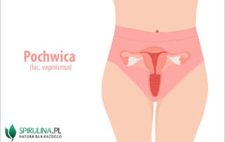 Pochwica