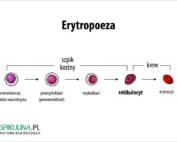 Retikulocyt