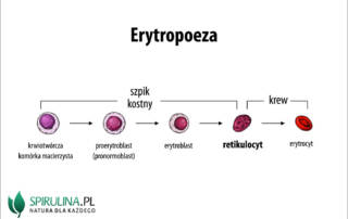 Retikulocyt