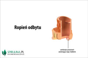 Ropień odbytu