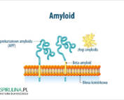 Amyloid