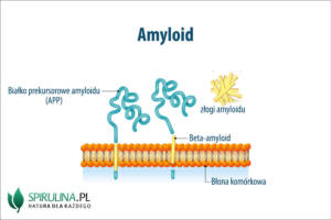 Amyloid