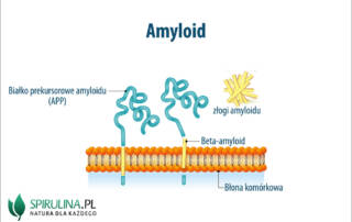 Amyloid