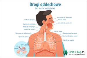 Drogi oddechowe