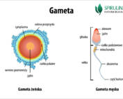 Gameta