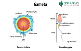 Gameta
