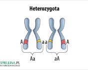 Heterozygota