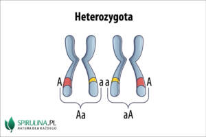 Heterozygota