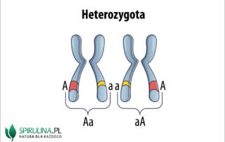 Heterozygota