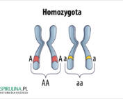 Homozygota