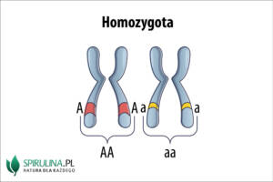 Homozygota