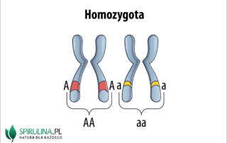 Homozygota