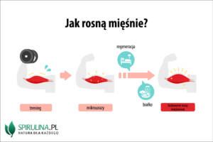 Jak rosną mięśnie?