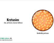 Krztusiec