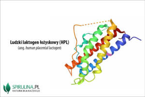Laktogen łożyskowy