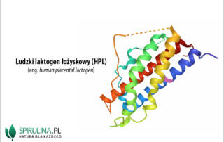 Laktogen łożyskowy