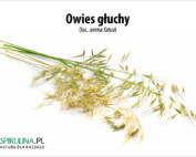 Owies głuchy