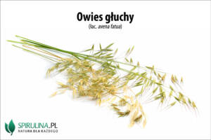 Owies głuchy