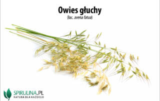 Owies głuchy