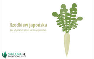 Rzodkiew japońska