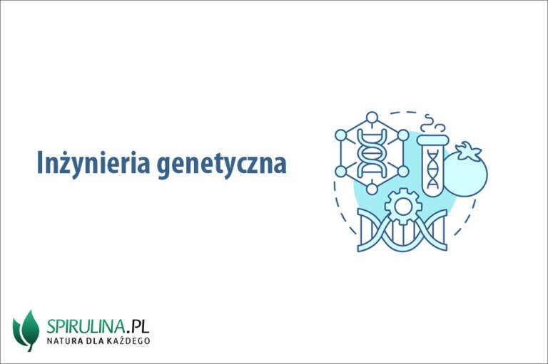 Inżynieria genetyczna - algi Spirulina i Chlorella