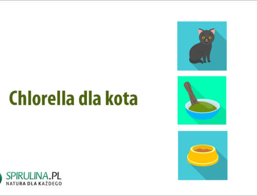 Chlorella dla kota