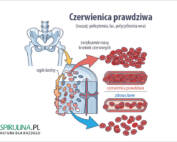 Czerwienica prawdziwa