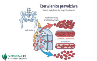 Czerwienica prawdziwa