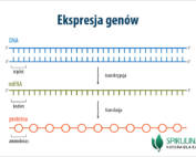 Ekspresja genów