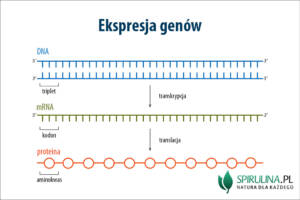 Ekspresja genów