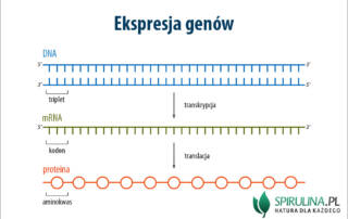 Ekspresja genów