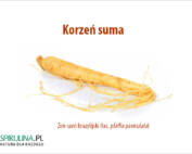 Korzeń suma