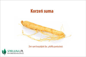 Korzeń suma