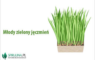 Młody zielony jęczmień