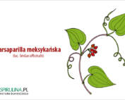 Sarsaparilla meksykańska