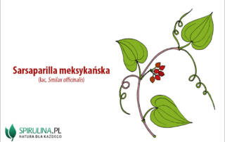 Sarsaparilla meksykańska