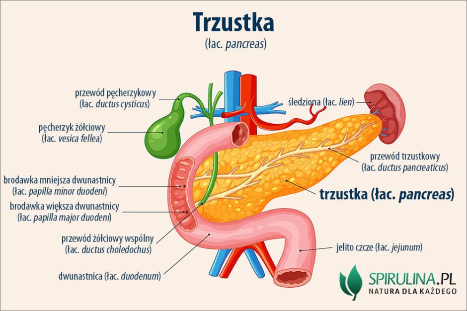 Po Której Stronie Jest Trzustka Trzustka - algi Spirulina i Chlorella
