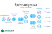 Spermatogeneza