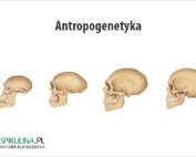 Antropogenetyka