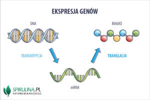 Translacja