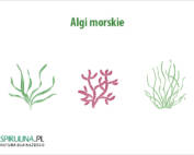 Algi morskie
