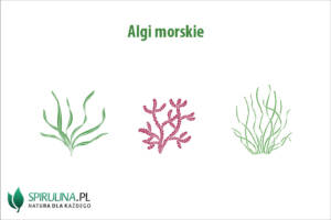 Algi morskie