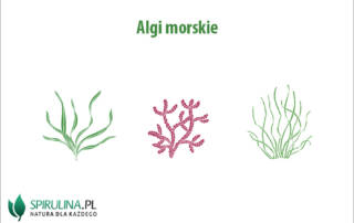 Algi morskie