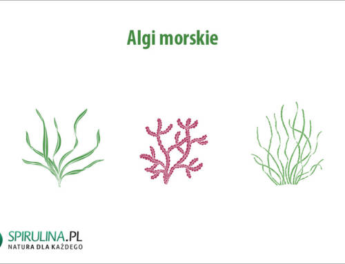 Algi morskie
