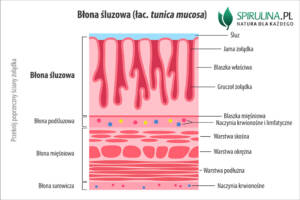 Błony śluzowe