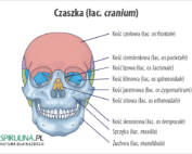 Czaszka (łac. cranium)